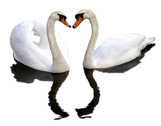 免抠png图片ps素材天鹅