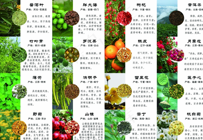 茶草介绍图片