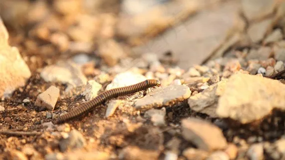 千足虫 昆虫图片