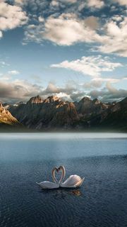 天鹅高清摄影图片