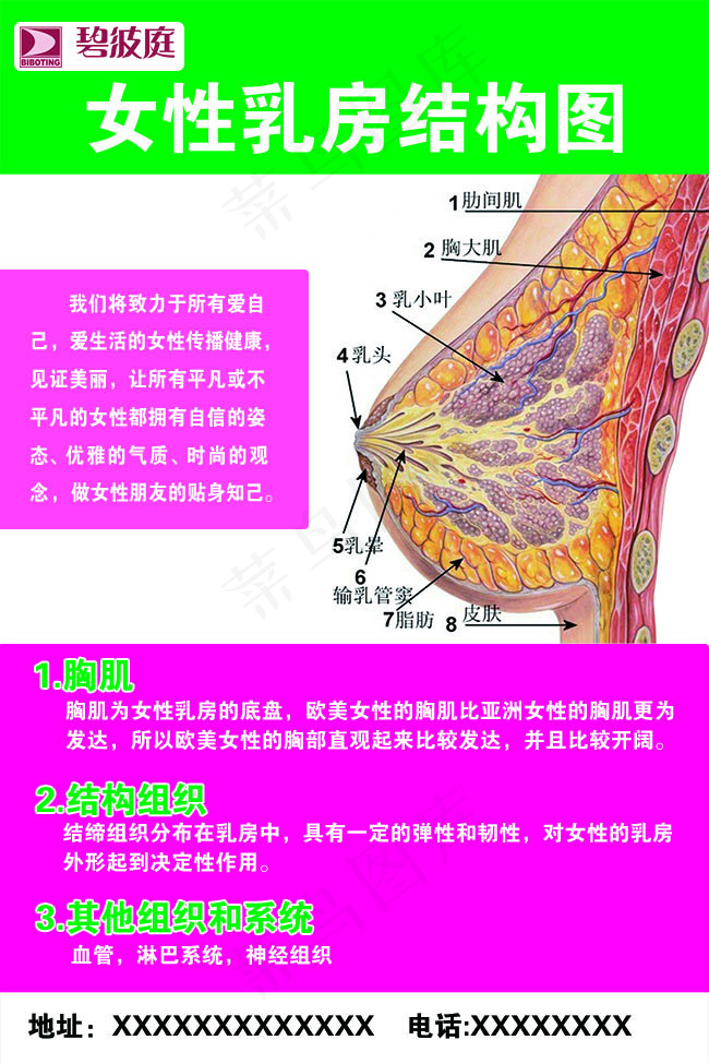 乳房结构图psd模版下载