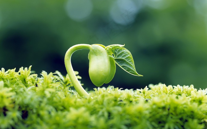 绿色植物萌芽