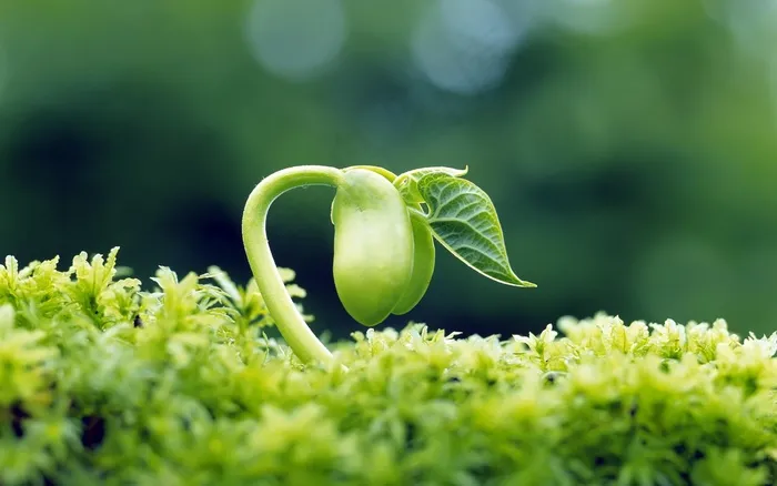 绿色植物萌芽
