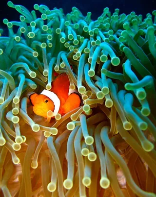 海底世界可爱小丑鱼图片