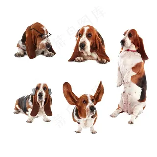 狗  免抠素材PSD分层