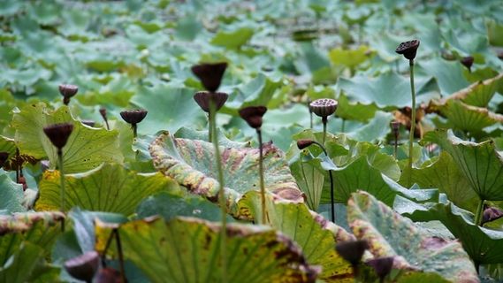 秋天的莲蓬荷叶随风