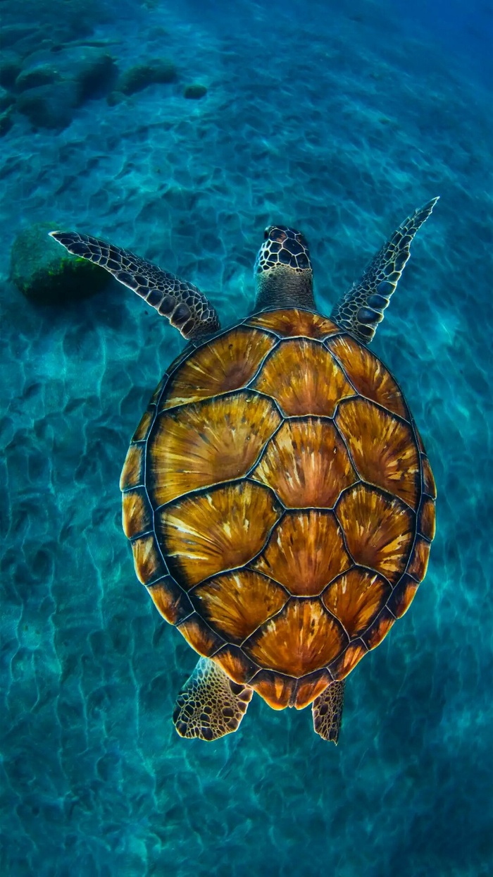 水中的海龟高清摄影图片