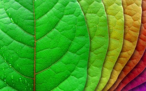 创意缤纷多彩树叶