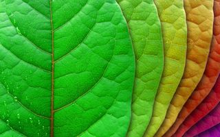 创意缤纷多彩树叶