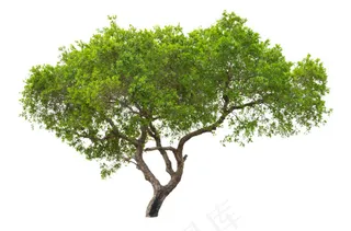 精美PSD分层植物素材免扣图片