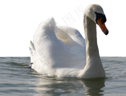 免抠png图片ps素材天鹅