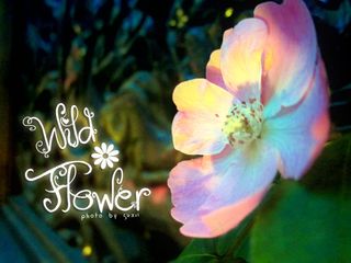 超漂亮花体英文字体唯美字体