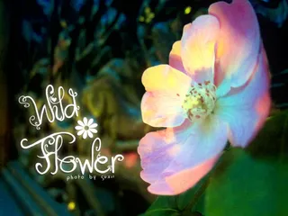 超漂亮花体英文字体唯美字体