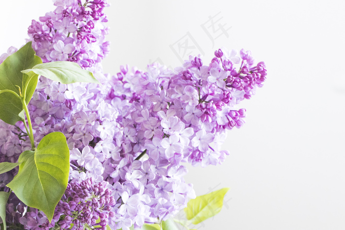 简约小清新文艺风插花静物摆拍背景