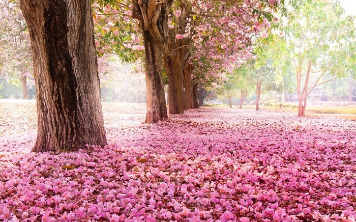 樱花图片