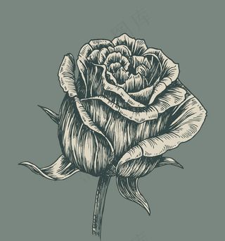 矢量图手绘单支玫瑰