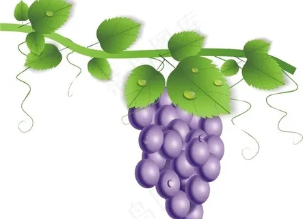 葡萄树cdr素材图片