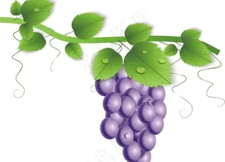 葡萄树cdr素材图片