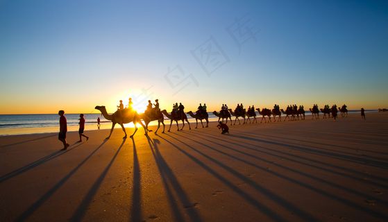 海滩骆驼图片