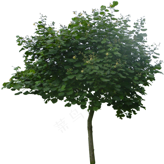 精品园林景观后期PNG免扣素材