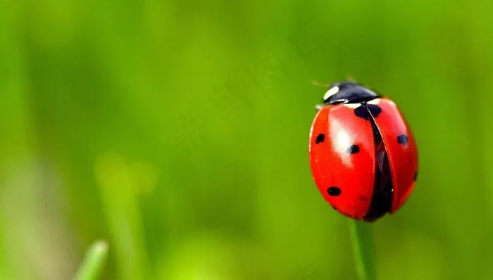 瓢虫图片