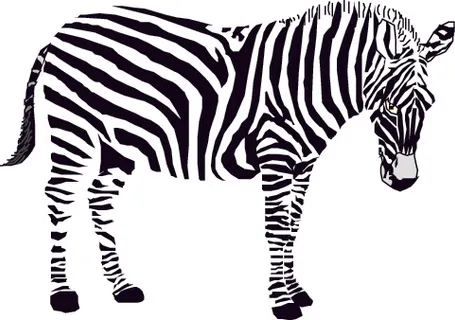 斑马 斑马
