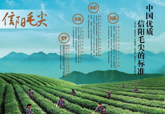 茶叶简介信阳毛尖图片cdr矢量模版下载