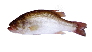 实物生鲜鲫鱼PNG免抠素材