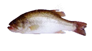 实物生鲜鲫鱼PNG免抠素材