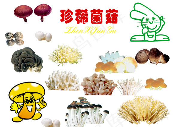 珍稀菌菇psd模版下载