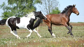 草地上奔驰的马