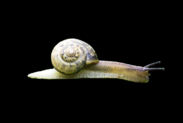 蜗牛免抠素材PSD分层