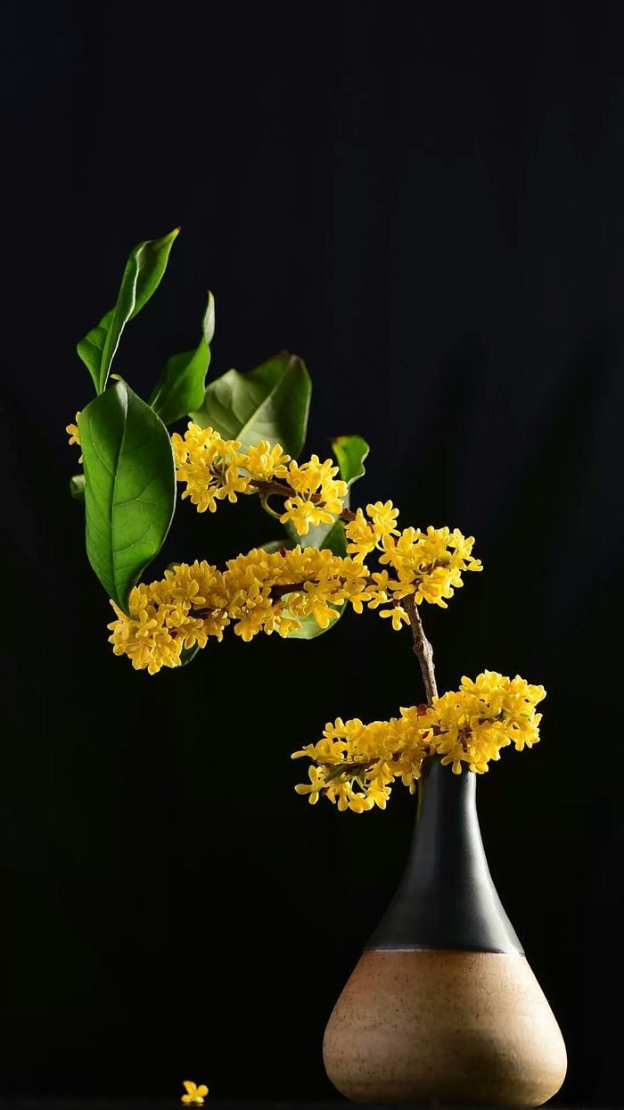 花高清摄影图片