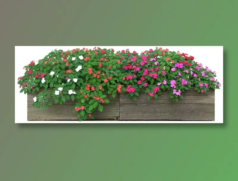 高清免抠植物洋凤仙psd模版下载