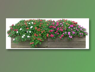 高清免抠植物洋凤仙