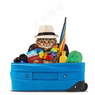 旅游箱里的小猫