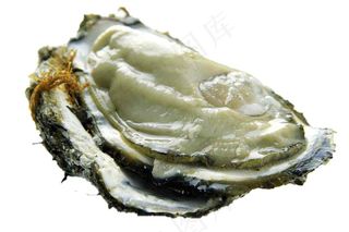 牡蛎免抠素材PSD分层 