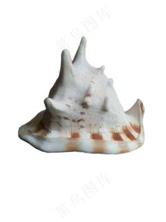 海螺免抠素材PSD分层