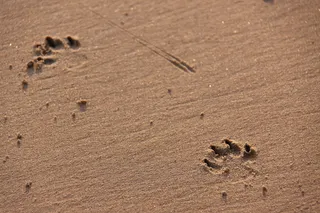 沙滩上的爪印图片