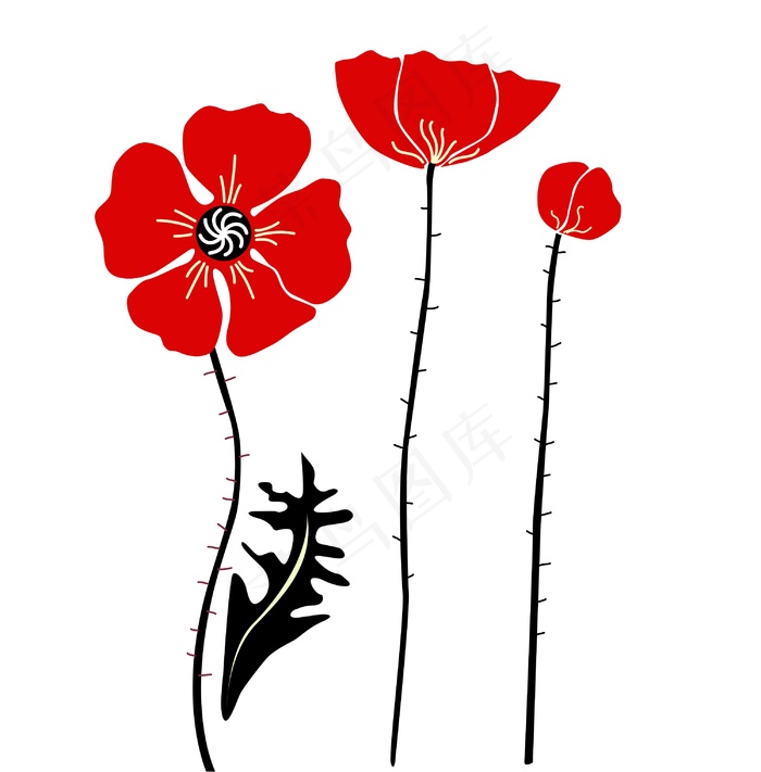 时尚的红色和黑色的罂粟花 白色背景