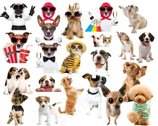 宠物狗狗小动物分层图片大全psd素材