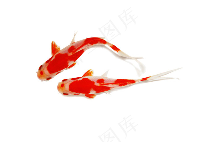鲤鱼psd模版下载