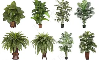 绿色观赏盆栽图片