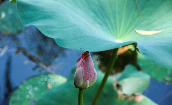 蜻蜓图片