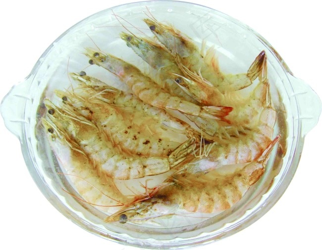 虾图片素材下载