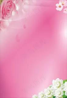 玫瑰花粉色背景图 玫瑰花粉色背景图