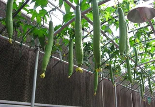 寿光蔬菜博览会图片