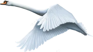 免抠png图片ps素材天鹅