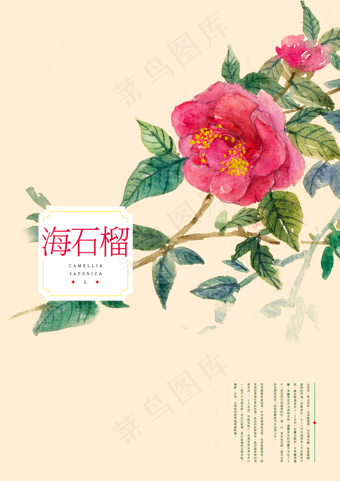 各种花的背景素材
