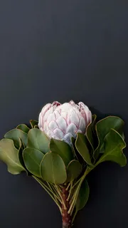 灰色背景花高清摄影图片 灰色背景花高清摄影图片